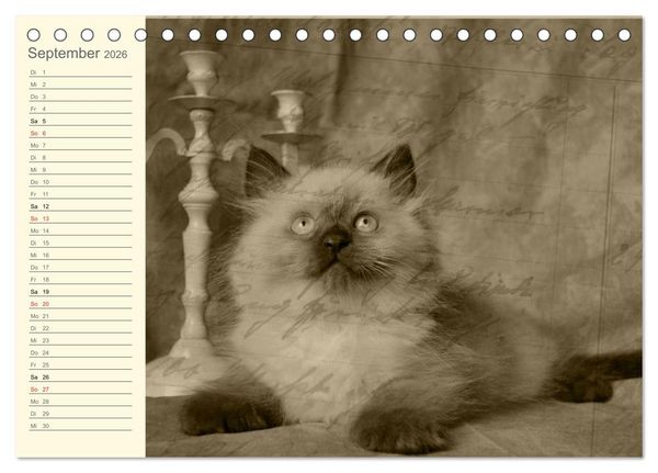 Produktbild: Oma's Katzenkalender 2026 (Tischkalender 2026 DIN A5 quer), CALVENDO Monatskalender