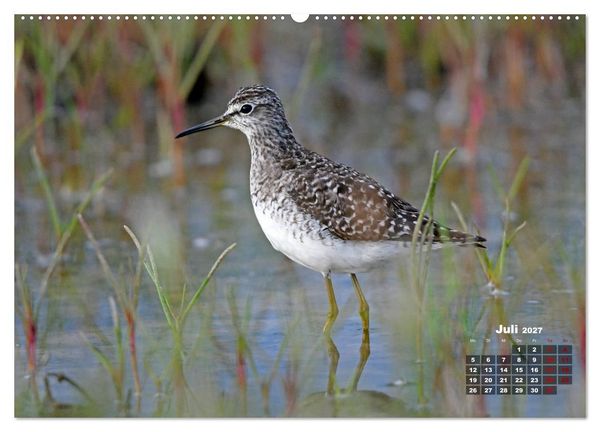 Produktbild: Limikolen - Watv&ouml;gel Europas (Wandkalender 2027 DIN A2 quer), CALVENDO Monatskalender