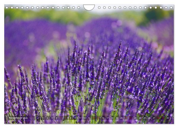 Produktbild: Lavendel. Der Duft der Provence (Wandkalender 2026 DIN A4 quer), CALVENDO Monatskalender