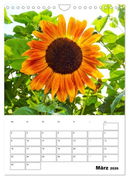 Produktbild: Strahlende Sonnenblumen (Wandkalender 2026 DIN A4 hoch), CALVENDO Monatskalender
