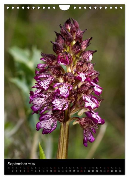 Produktbild: Orchideen in S&uuml;deuropa (Wandkalender 2026 DIN A4 hoch), CALVENDO Monatskalender