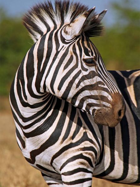 Produktbild: CALVENDO Puzzle Blick zur&uuml;ck, S&uuml;dafrika | 1000 Teile Lege-Gr&ouml;&szlig;e 64x48cm Foto-Puzzle f&uuml;r gl&uuml;ckliche Stunden