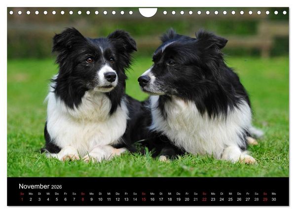Produktbild: Border Collie 2026 (Wandkalender 2026 DIN A4 quer), CALVENDO Monatskalender