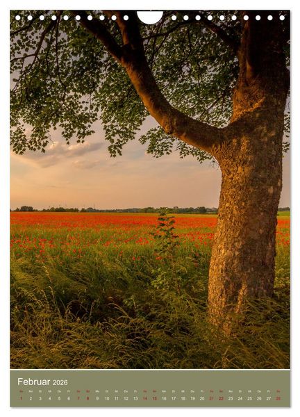 Produktbild: Mohnblumen - kraftvoll und zart (Wandkalender 2026 DIN A4 hoch), CALVENDO Monatskalender