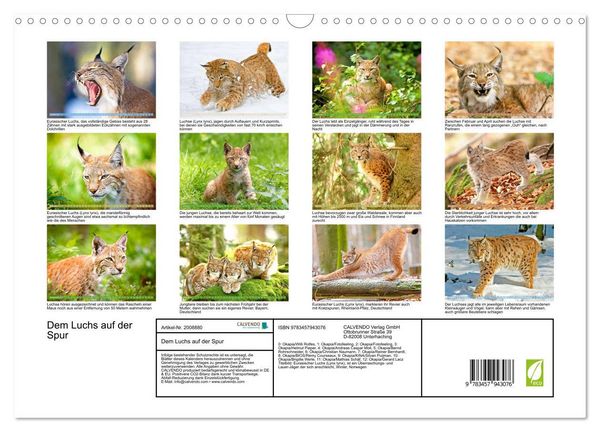 Produktbild: Dem Luchs auf der Spur (Wandkalender 2026 DIN A3 quer), CALVENDO Monatskalender