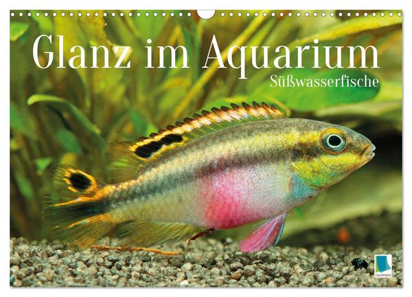 Produktbild: Glanz im Aquarium: S&uuml;&szlig;wasserfische (Wandkalender 2026 DIN A3 quer), CALVENDO Monatskalender