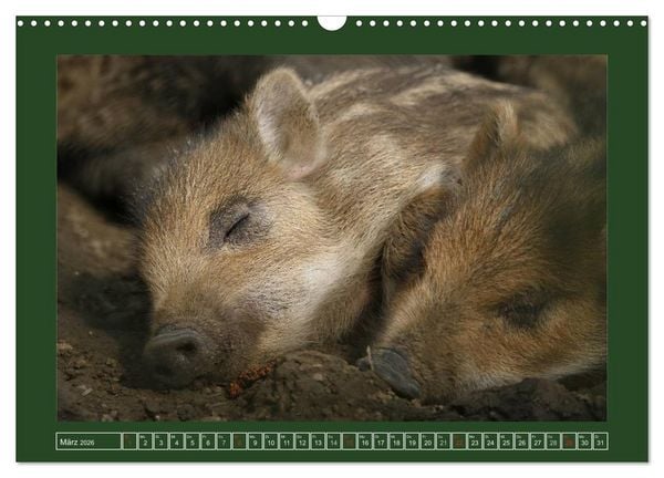 Produktbild: Schweinkram - Die Wildschweine sind los (Wandkalender 2026 DIN A3 quer), CALVENDO Monatskalender