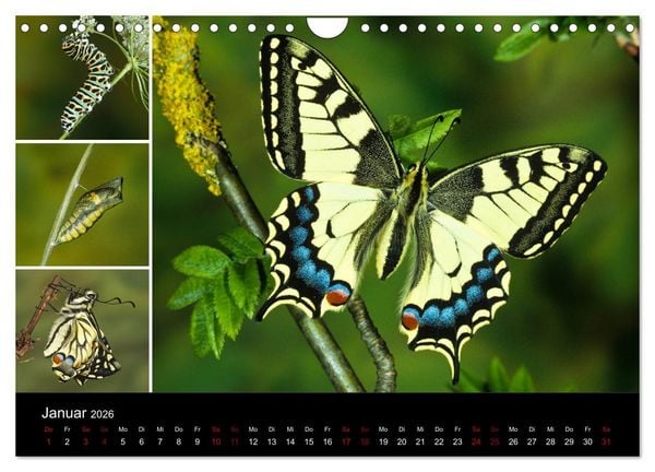 Produktbild: Schmetterlinge - Wunder der Verwandlung (Wandkalender 2026 DIN A4 quer), CALVENDO Monatskalender