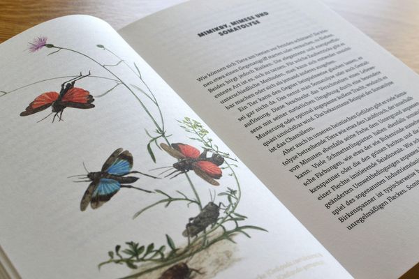 Produktbild: Mikroorgasmen &uuml;berall