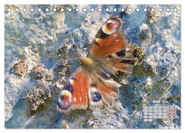 Produktbild: GEOclick Lernkalender: Portr&auml;ts einheimischer Schmetterlinge (Tischkalender 2026 DIN A5 quer), CALVENDO Monatskalender