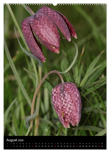 Produktbild: Seltene Wildblumen (hochwertiger Premium Wandkalender 2026 DIN A2 hoch), Kunstdruck in Hochglanz