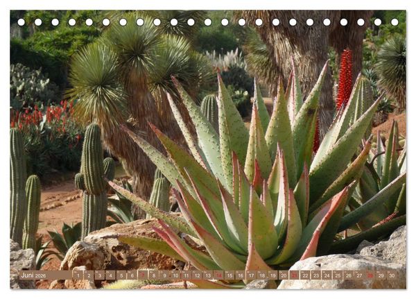 Produktbild: BOTANICACTUS Mallorcas Kakteengarten (Tischkalender 2026 DIN A5 quer), CALVENDO Monatskalender