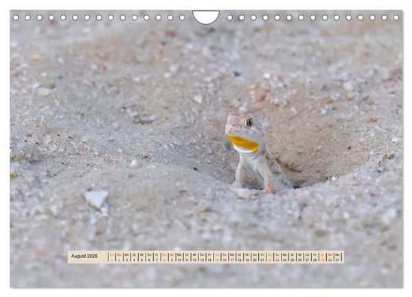 Produktbild: Kgalagadi-Durstland (Wandkalender 2026 DIN A4 quer), CALVENDO Monatskalender