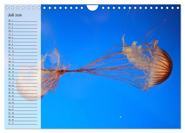 Produktbild: Quallen. Die Welt der Medusen (Wandkalender 2026 DIN A4 quer), CALVENDO Monatskalender