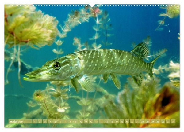 Produktbild: Poissons : d'&eacute;tangs et des rivi&egrave;res (Calendrier mural 2027 DIN A2 vertical), CALVENDO calendrier mensuel