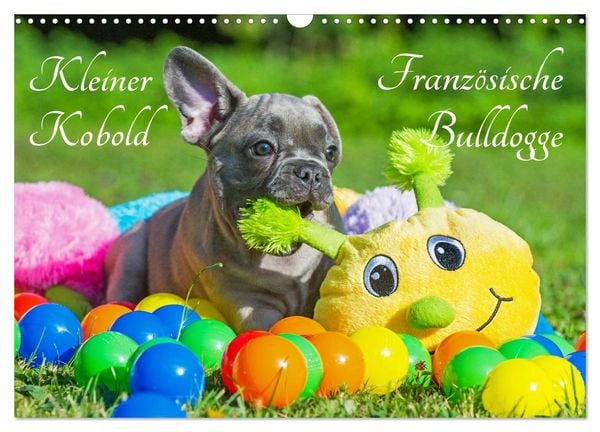 Kleiner Kobold Französische Bulldogge (Wandkalender 2026 DIN A3 quer), CALVENDO Monatskalender