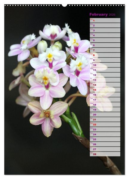 Produktbild: Orchids - Infinite Variety (Wall Calendar 2026 DIN A2 portrait), CALVENDO 12 Month Wall Calendar