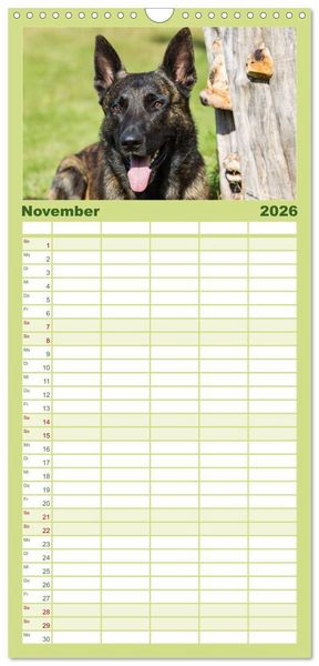 Produktbild: Familienplaner 2026 - ausdrucksvolle Holl&auml;ndische Sch&auml;ferhunde mit 5 Spalten (Wandkalender, 21 x 45 cm) CALVENDO