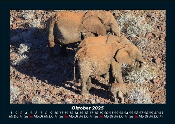 Produktbild: Elefanten 2025 Fotokalender DIN A5
