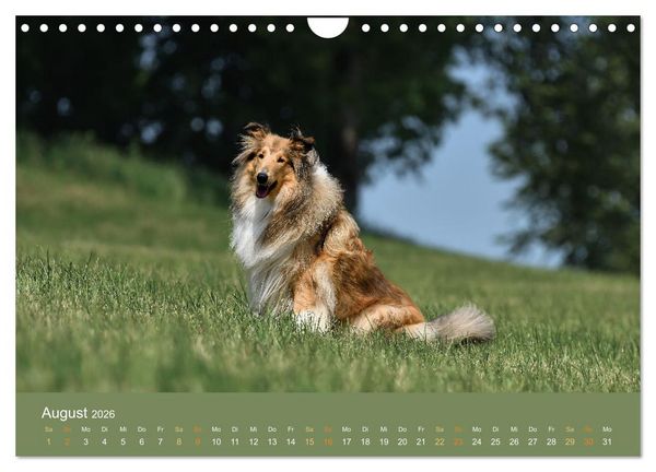 Produktbild: Fantastische Collies - Sieger der Herzen (Wandkalender 2026 DIN A4 quer), CALVENDO Monatskalender