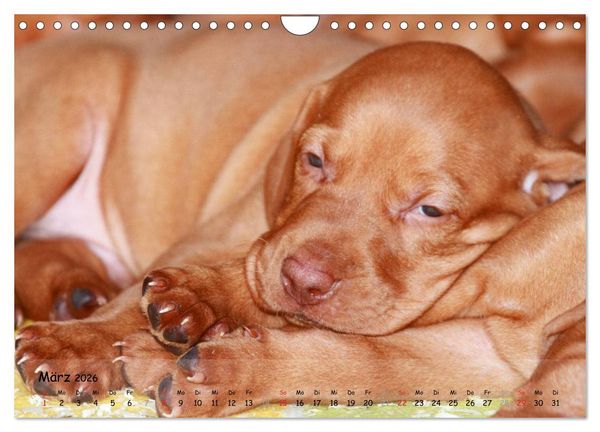 Produktbild: Magyar Vizsla - pure Lebensfreude (Wandkalender 2026 DIN A4 quer), CALVENDO Monatskalender