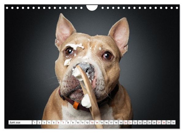 Produktbild: Hunde im Naschparadies (Wandkalender 2026 DIN A4 quer), CALVENDO Monatskalender
