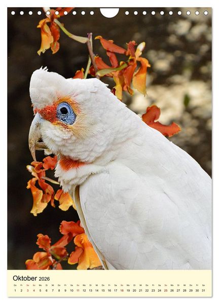 Produktbild: Auge in Auge mit Kakadus und Sittichen aus Australien (Wandkalender 2026 DIN A4 hoch), CALVENDO Monatskalender