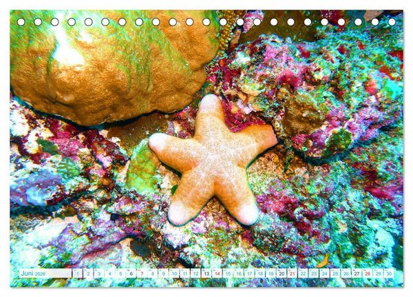 Produktbild: Seesterne - Kleine Wunder der Natur (Tischkalender 2026 DIN A5 quer), CALVENDO Monatskalender