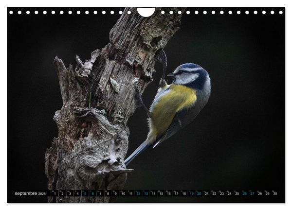 Produktbild: Mes anges bleus en &Icirc;le-de-France (Calendrier mural 2026 DIN A4 vertical), CALVENDO calendrier mensuel