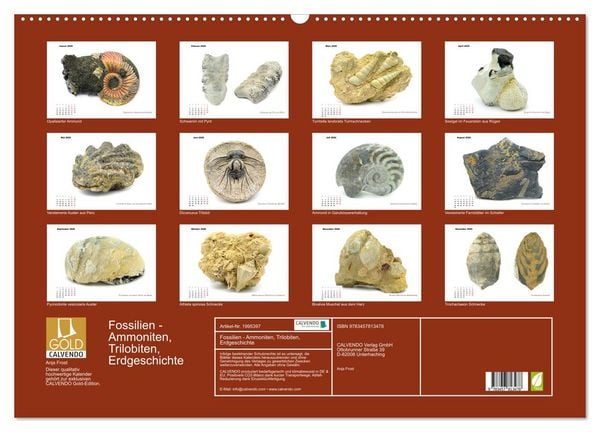 Produktbild: Fossilien - Ammoniten, Trilobiten, Erdgeschichte (Wandkalender 2026 DIN A2 quer), CALVENDO Monatskalender