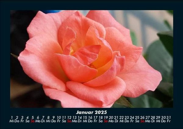Produktbild: Strahlend sch&ouml;ne Rosen 2025 Fotokalender DIN A5