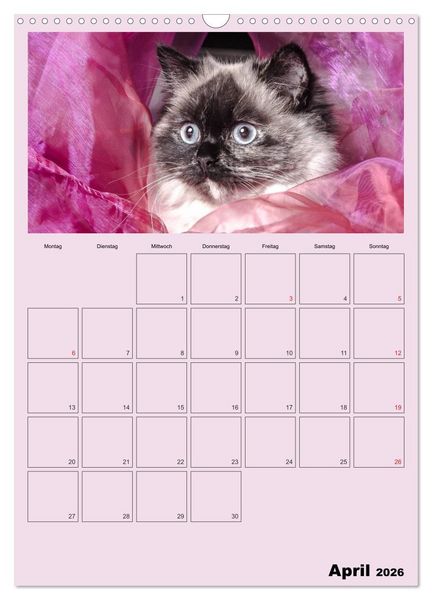 Produktbild: Mit Katzen durchs Jahr / Planer (Wandkalender 2026 DIN A3 hoch), CALVENDO Monatskalender
