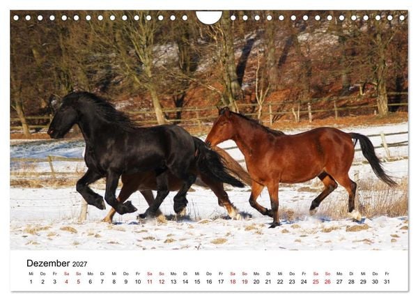 Produktbild: PFERDE - Zwischen Himmel, Erde und Hufschlag (Wandkalender 2027 DIN A4 quer), CALVENDO Monatskalender