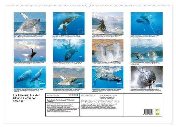 Produktbild: Buckelwale: Aus den blauen Tiefen der Ozeane (Wandkalender 2026 DIN A2 quer), CALVENDO Monatskalender