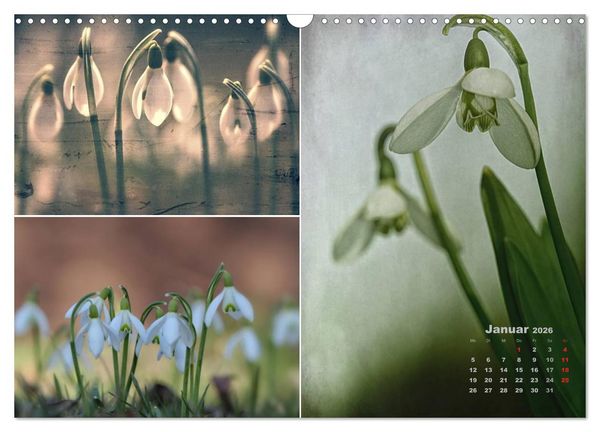 Produktbild: Blumenreise 2026 (Wandkalender 2026 DIN A3 quer), CALVENDO Monatskalender