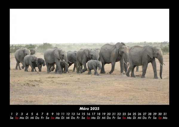 Produktbild: Elefanten - Die sanften Riesen Afrikas 2025 Fotokalender DIN A3