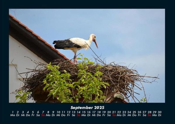 Produktbild: Welt der V&ouml;gel 2025 Fotokalender DIN A4