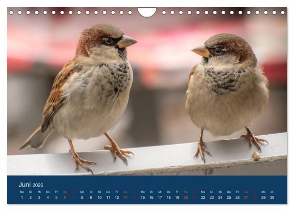 Produktbild: Spatzen-Kalender (Wandkalender 2026 DIN A4 quer), CALVENDO Monatskalender