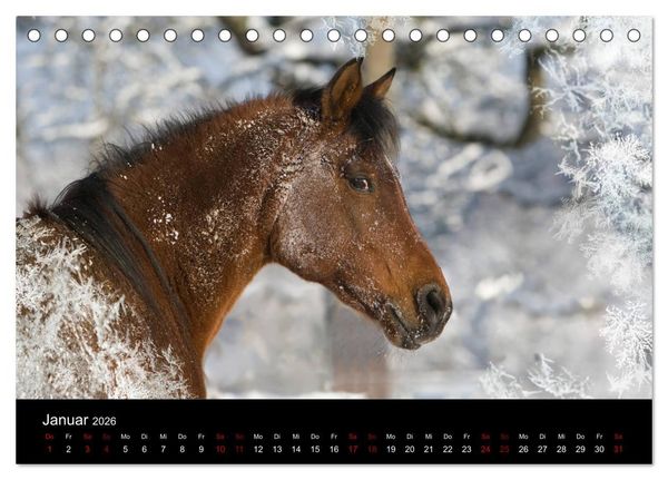 Produktbild: Vollblutaraber - Sch&ouml;nheit und Adel (Tischkalender 2026 DIN A5 quer), CALVENDO Monatskalender