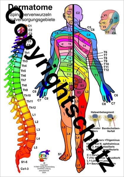 Produktbild: Dermatome der Spinalnerven