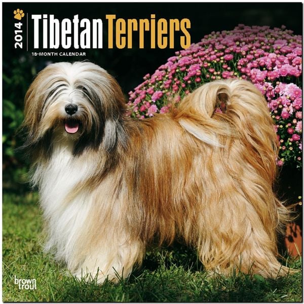 Produktbild: Tibetan Terriers Calendar
