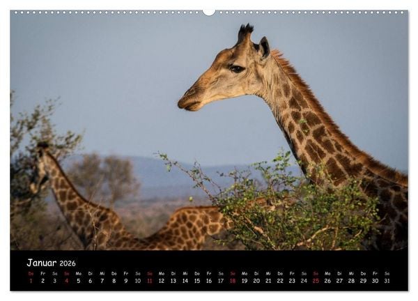 Produktbild: Tier-Momente in Afrika (hochwertiger Premium Wandkalender 2026 DIN A2 quer), Kunstdruck in Hochglanz