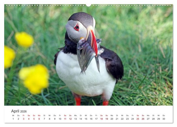 Produktbild: Papageitaucher - Clowns der nordischen Vogelwelt (hochwertiger Premium Wandkalender 2026 DIN A2 quer), Kunstdruck in Hochglanz