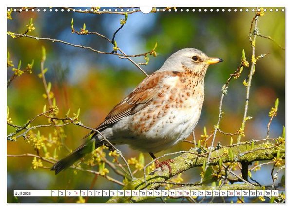 Produktbild: Vogelkalender (Wandkalender 2026 DIN A3 quer), CALVENDO Monatskalender