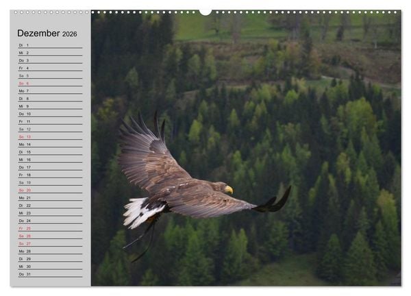 Produktbild: Adler und Greife. K&ouml;nige des Himmels (Wandkalender 2026 DIN A2 quer), CALVENDO Monatskalender