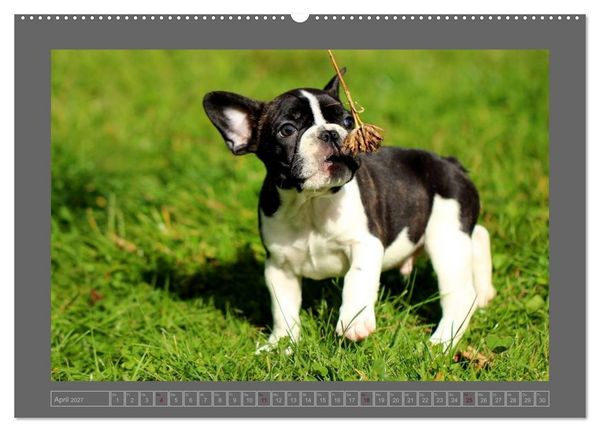 Produktbild: Franz&ouml;sische Bulldoggen (hochwertiger Premium Wandkalender 2027 DIN A2 quer), Kunstdruck in Hochglanz