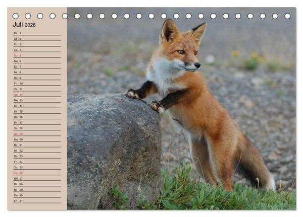Produktbild: Der Fuchs. Bezaubernder Geselle (Tischkalender 2026 DIN A5 quer), CALVENDO Monatskalender