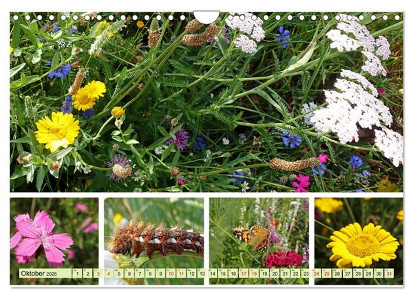 Produktbild: Bl&uuml;tenmeer am Wegesrand (Wandkalender 2026 DIN A4 quer), CALVENDO Monatskalender