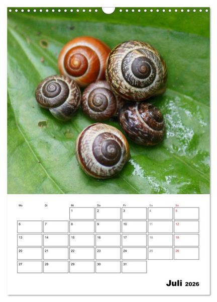 Produktbild: Die geheimnisvolle Welt der Schnecken (Wandkalender 2026 DIN A3 hoch), CALVENDO Monatskalender
