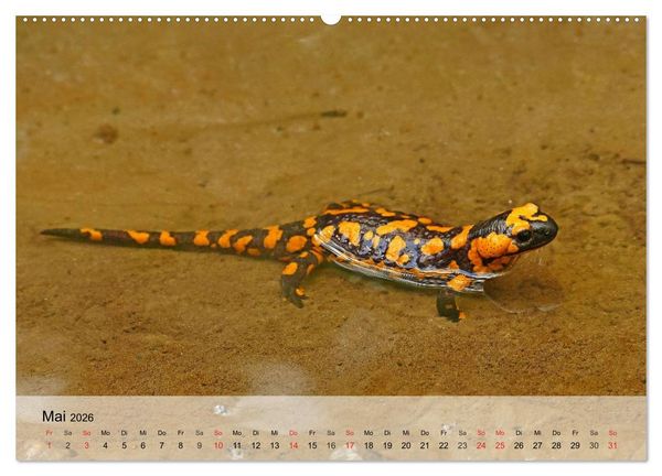 Produktbild: Kleine Reptilien (Wandkalender 2026 DIN A2 quer), CALVENDO Monatskalender